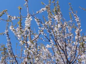 Insel Ischia. Blüte