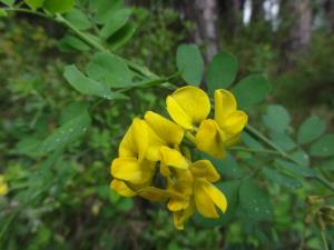 Insel Ischia. Gienster
