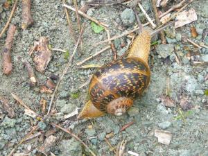 Insel Ischia. Schnecke