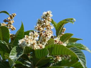 Ischia. Niespelblume