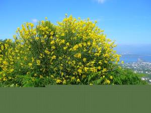 Insel Ischia. Ginster