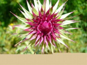 Insel Ischia. Blume