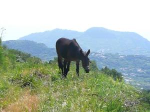 Insel Ischia. Trans-Epomeo Wanderung