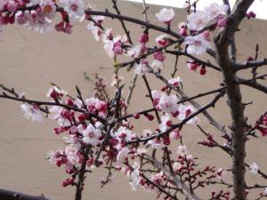 Blümen auf der Insel Ischia