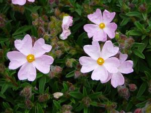 Blümen auf der Insel Ischia