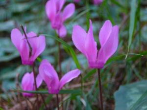 Blümen auf der Insel Ischia