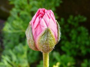 Blümen auf der Insel Ischia