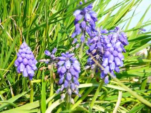 Blümen auf der Insel Ischia