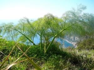 Insel Ischia. Wild Fenchel