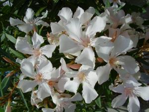 Insel Ischia. Blume