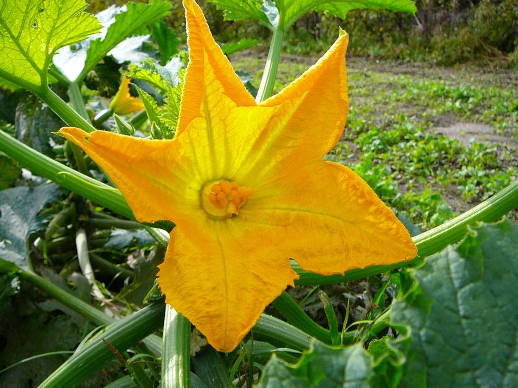 Ischia. Blume des Monats Oktober